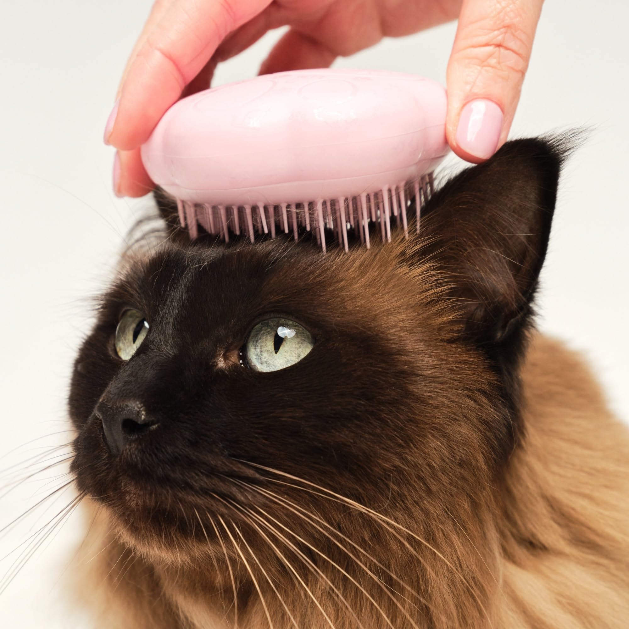 Tangle Teezer Pet Teezer Cat Brush - For Short to Medium Fur | Pink 3