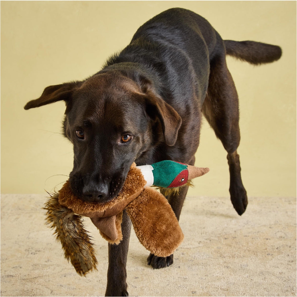 Rosewood Pheasant Squeak Dog Toy - Soft Plush, Durable Stitching, Interactive Play