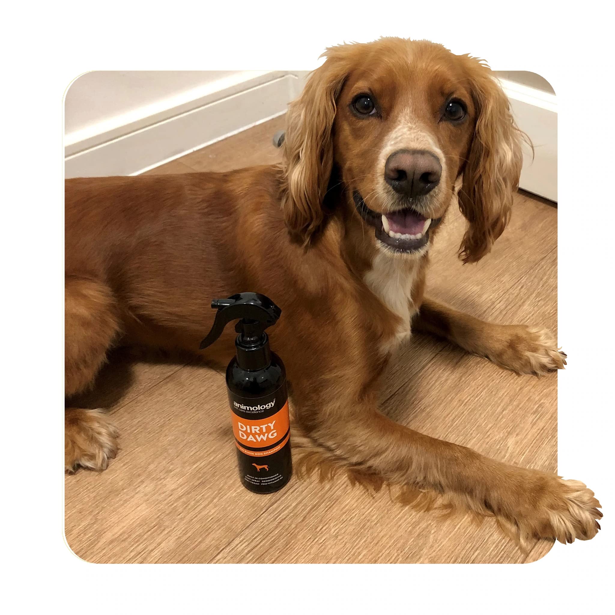 Animology Dirty Dawg Pup No-Rinse Shampoo Dog Spray - Deodorizing, Cleans Dirt, Signature Scent | 250ml 7