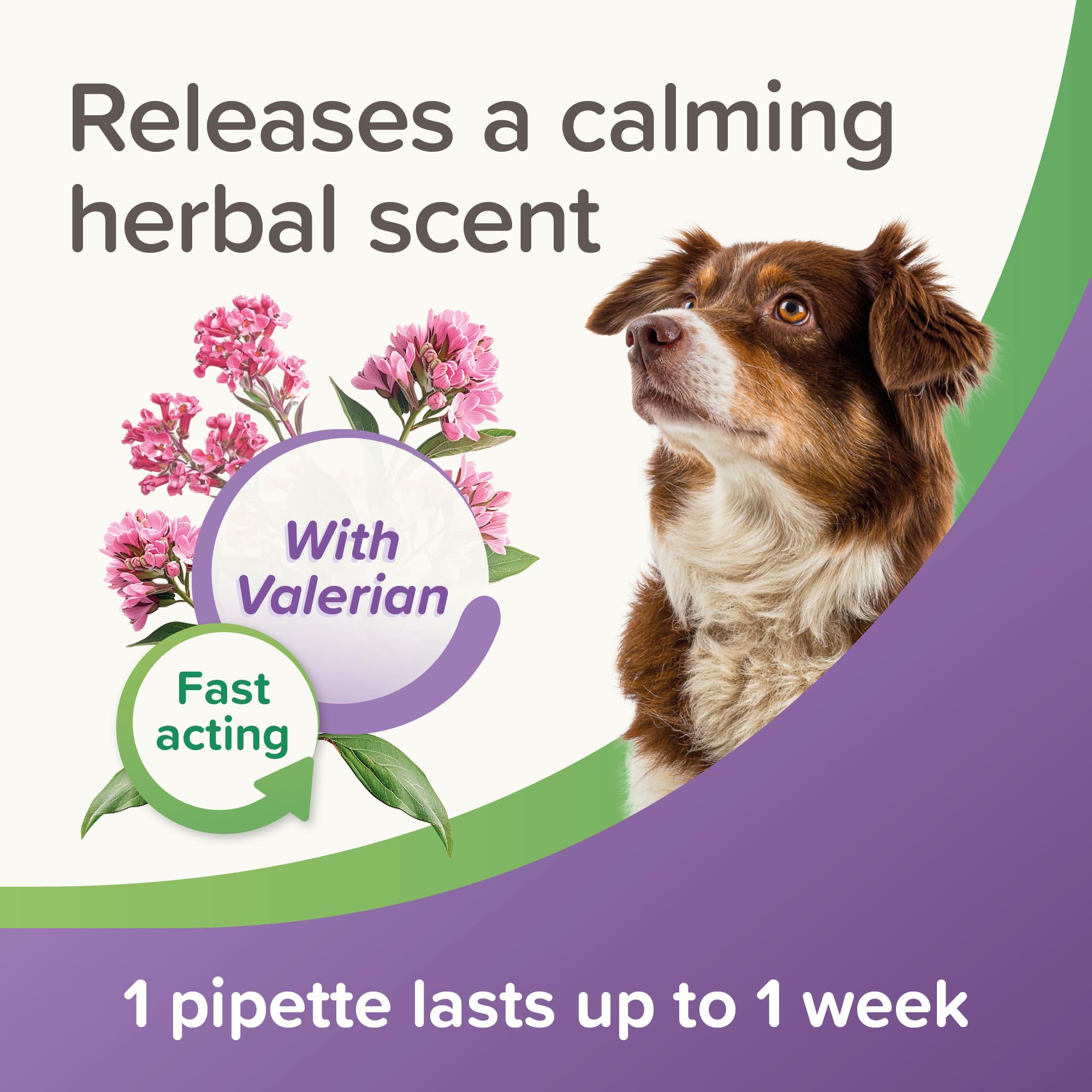 Beaphar StressLess Herbal Calming Spot-On for Dogs - 3 Pipettes | Up to 3 Weeks Support 4