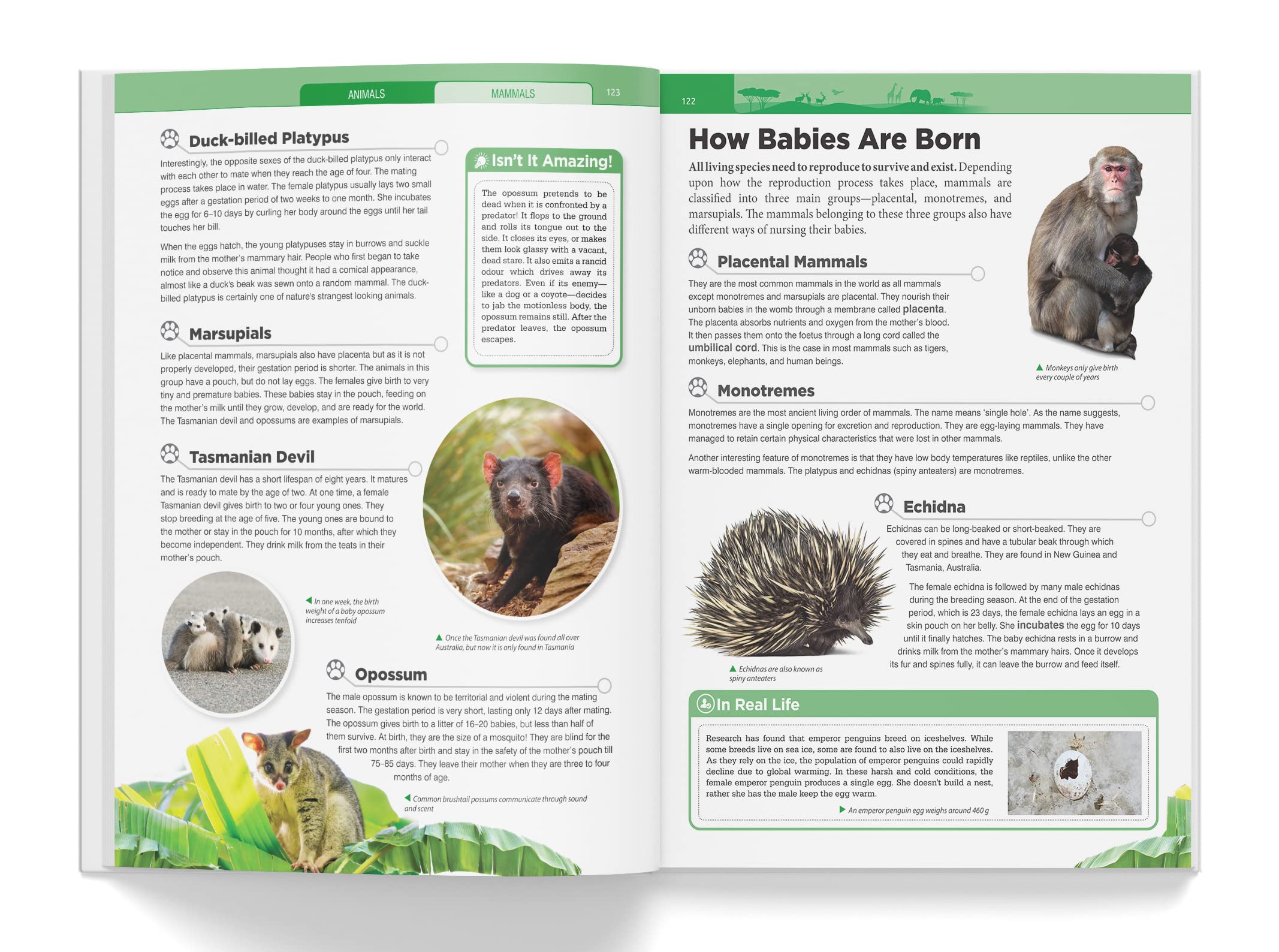 Wonder House Knowledge Encyclopedia - Animals for Children | Hardcover | English 7