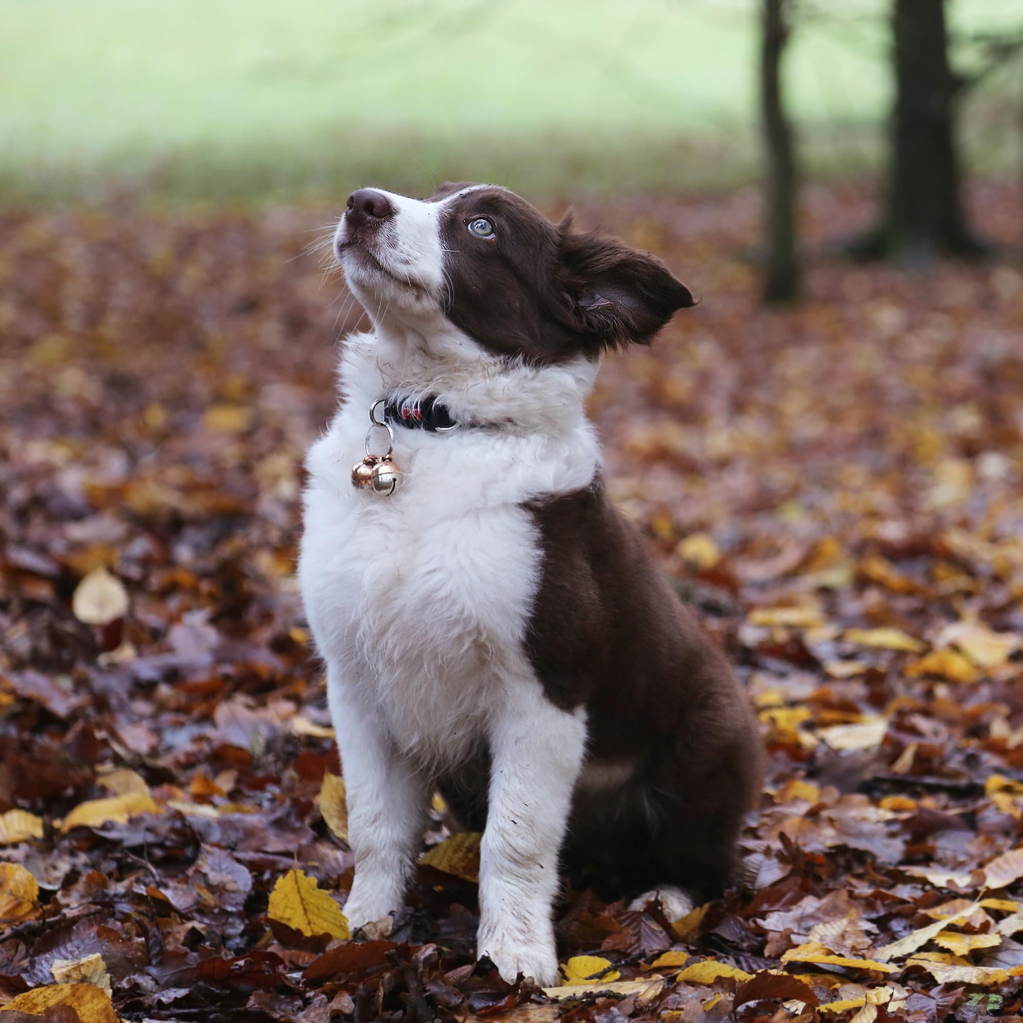 Beau's Bells Loud Copper Pet Bells - Wildlife Protection | Pet Tracking | Split Ring Clasp 6