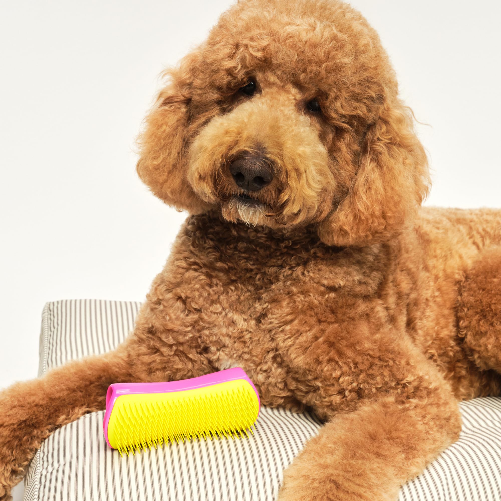 Pet Teezer Large Detangling Dog Grooming Brush - Pink & Yellow | Gentle Wet/Dry Use 6