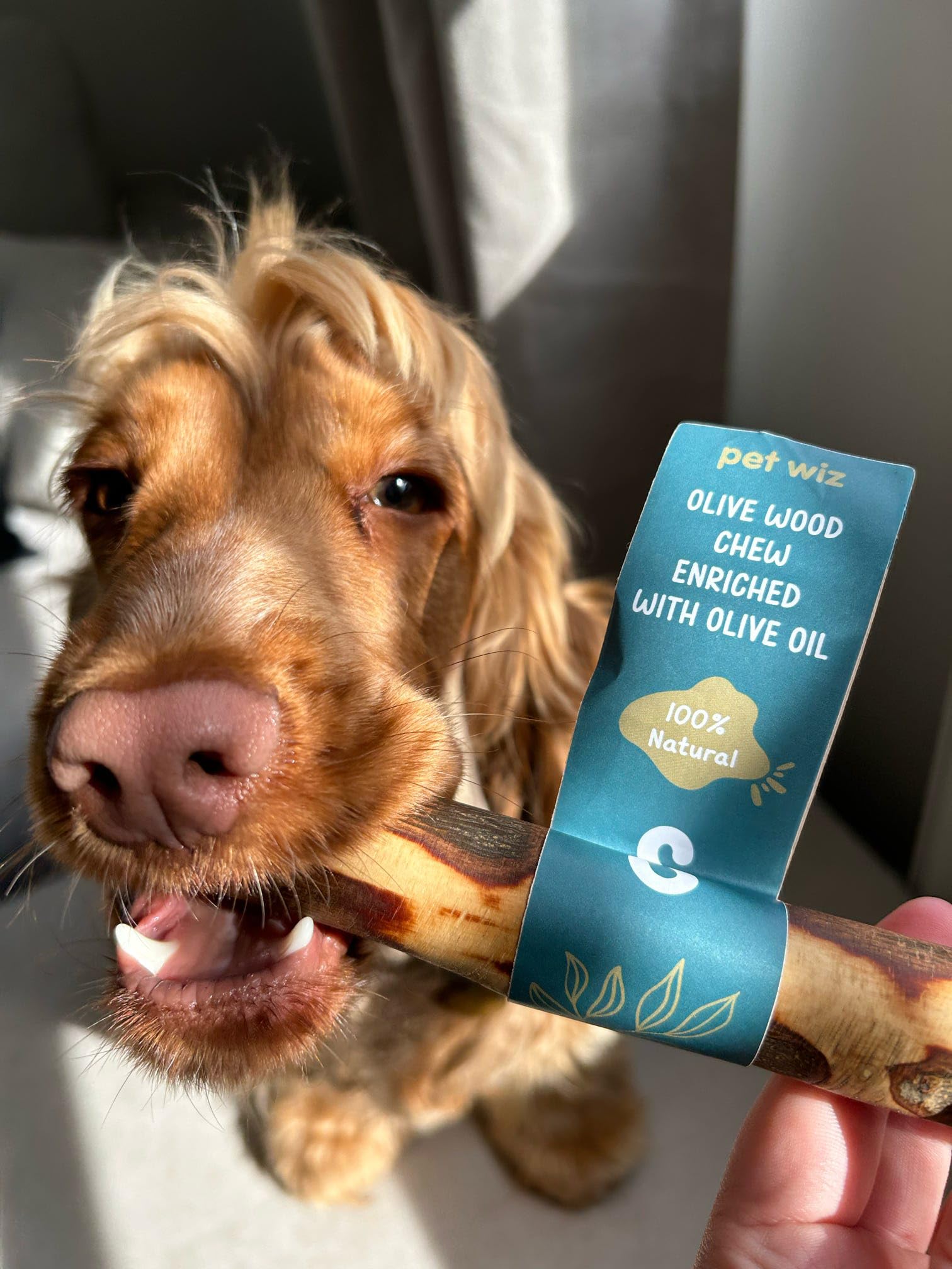 pet wiz Olive Wood Dog Chew Toy - Oral Hygiene Aid | Hypoallergenic | Medium Size