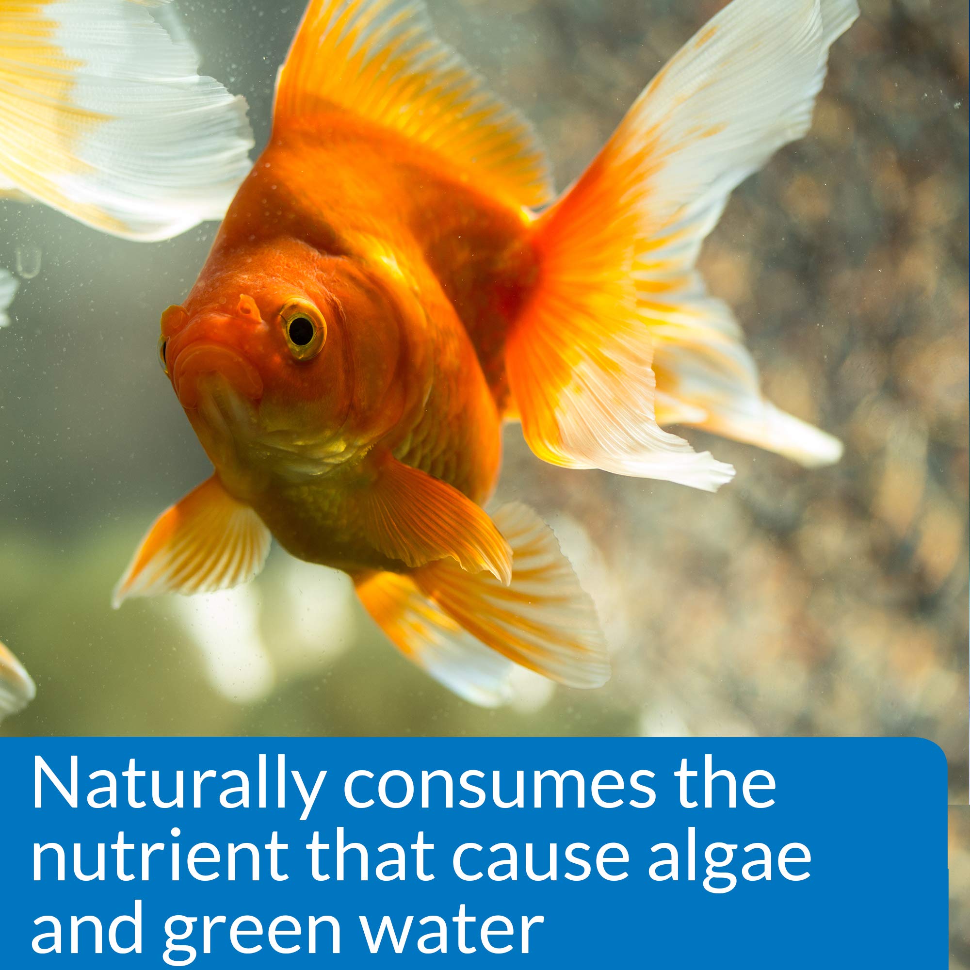 API Prevent Algae Solution - Prevents Algae & Green Water | 118 ml Liquid 4