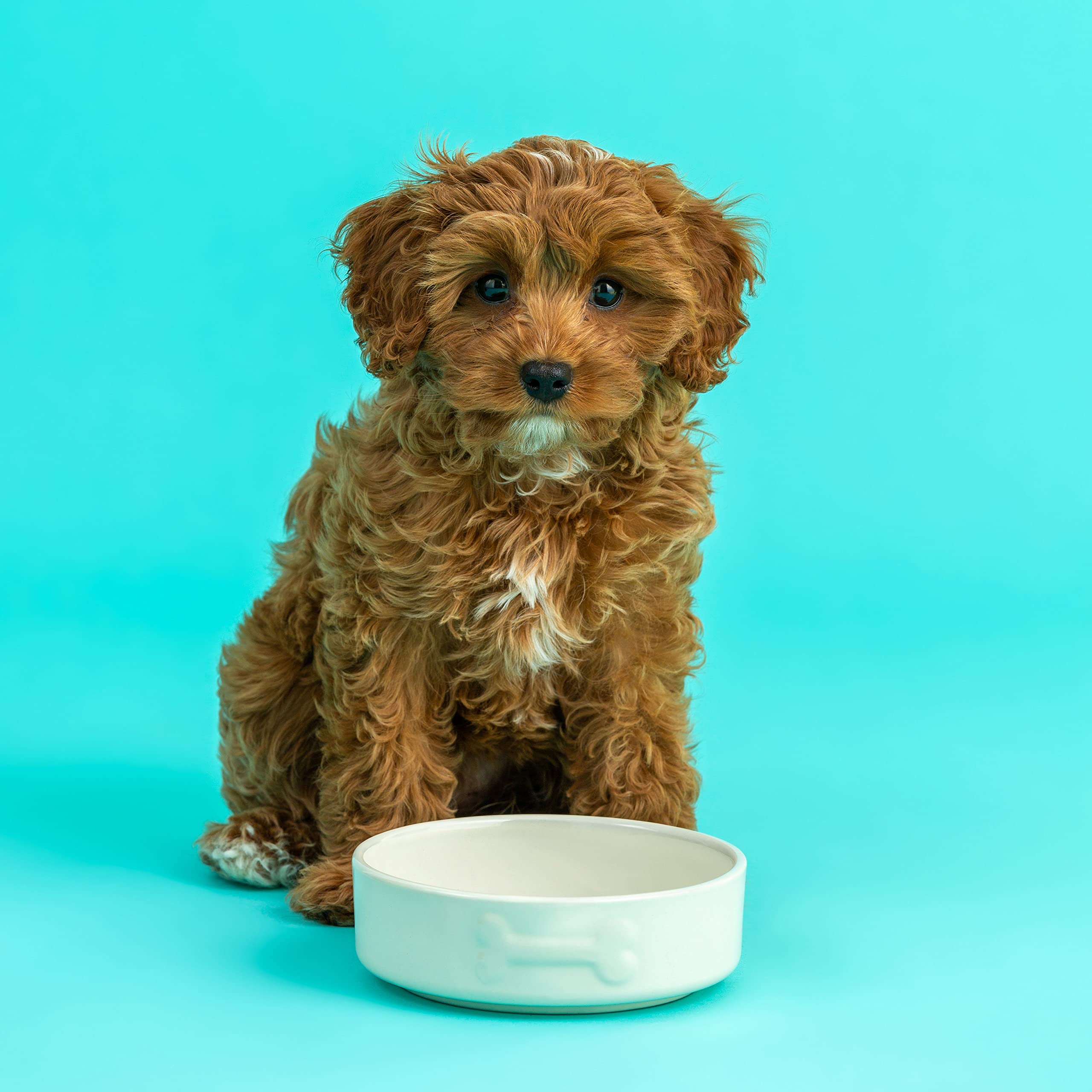 Mason Cash Colour Mix Cream Dog Bowl - 15cm Diameter | 500ml Capacity | Stoneware 4