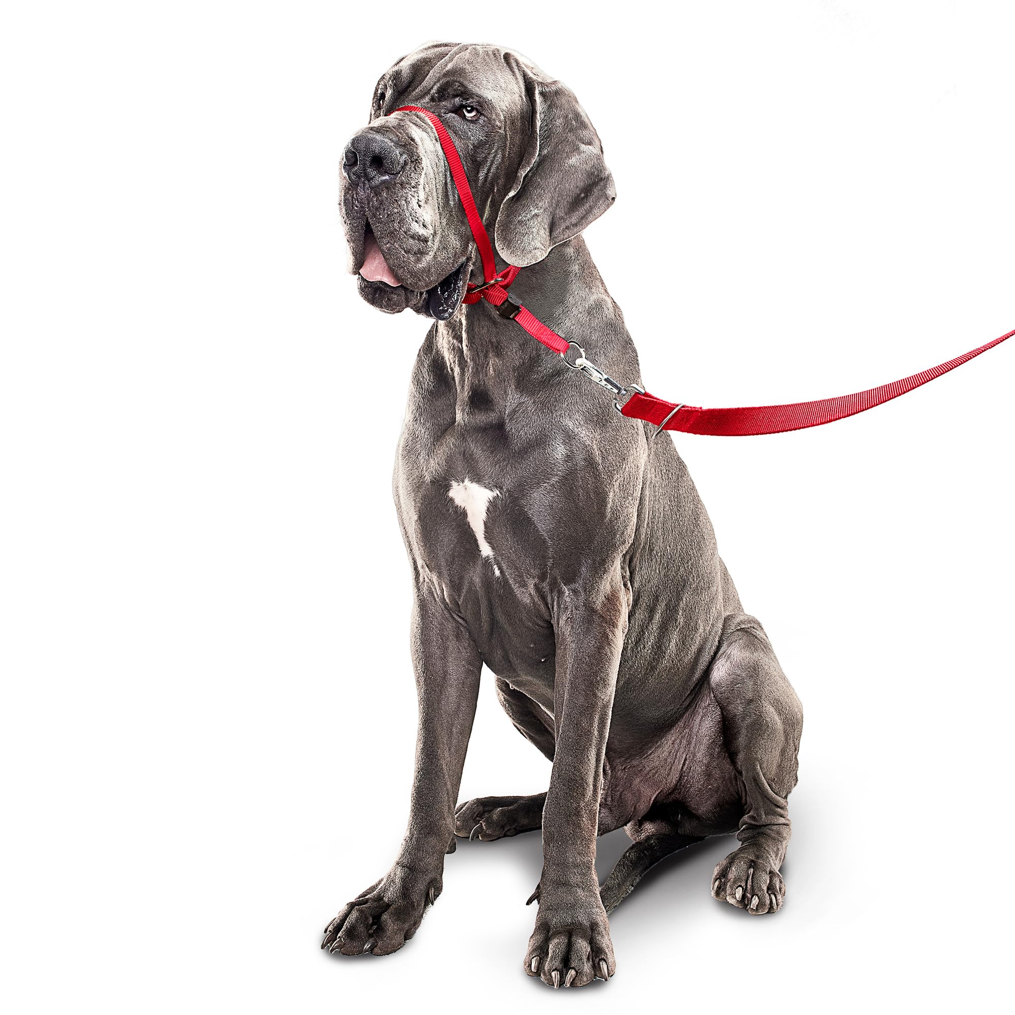 Beaphar Gentle Leader Headcollar - Stops Pulling | Large Dogs | Red 4