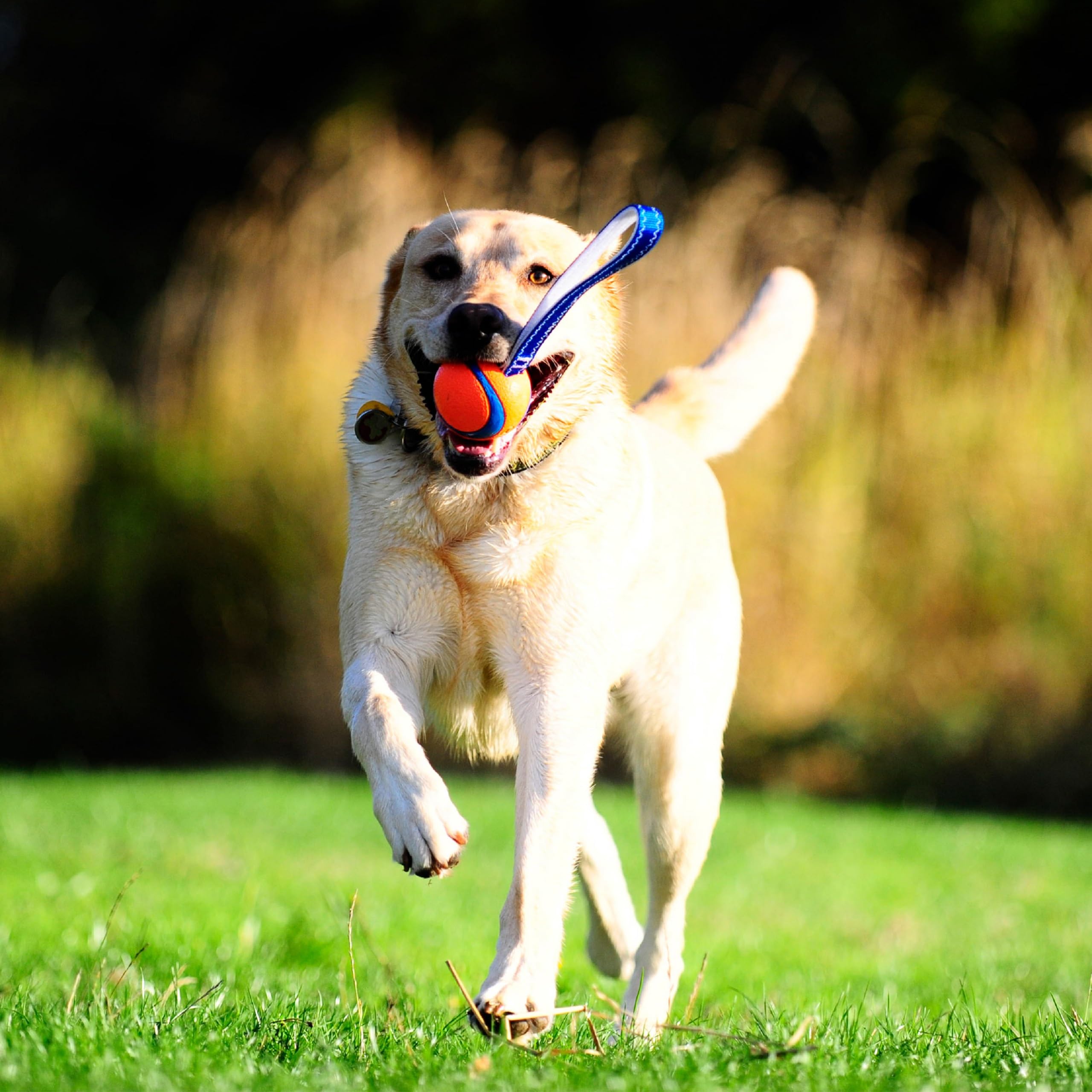 Chuckit! Ultra Tug Dog Toy - Medium Size, High Bounce, Durable Natural Rubber