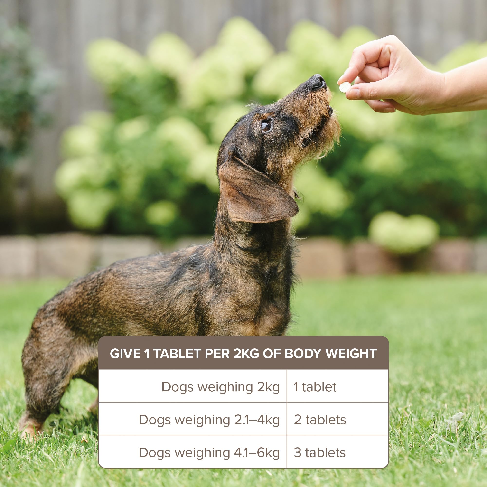 Beaphar Easy One Dose Worming Tablets for Small Dogs | Kills Common Intestinal Worms | 3 Tablet Pack 4