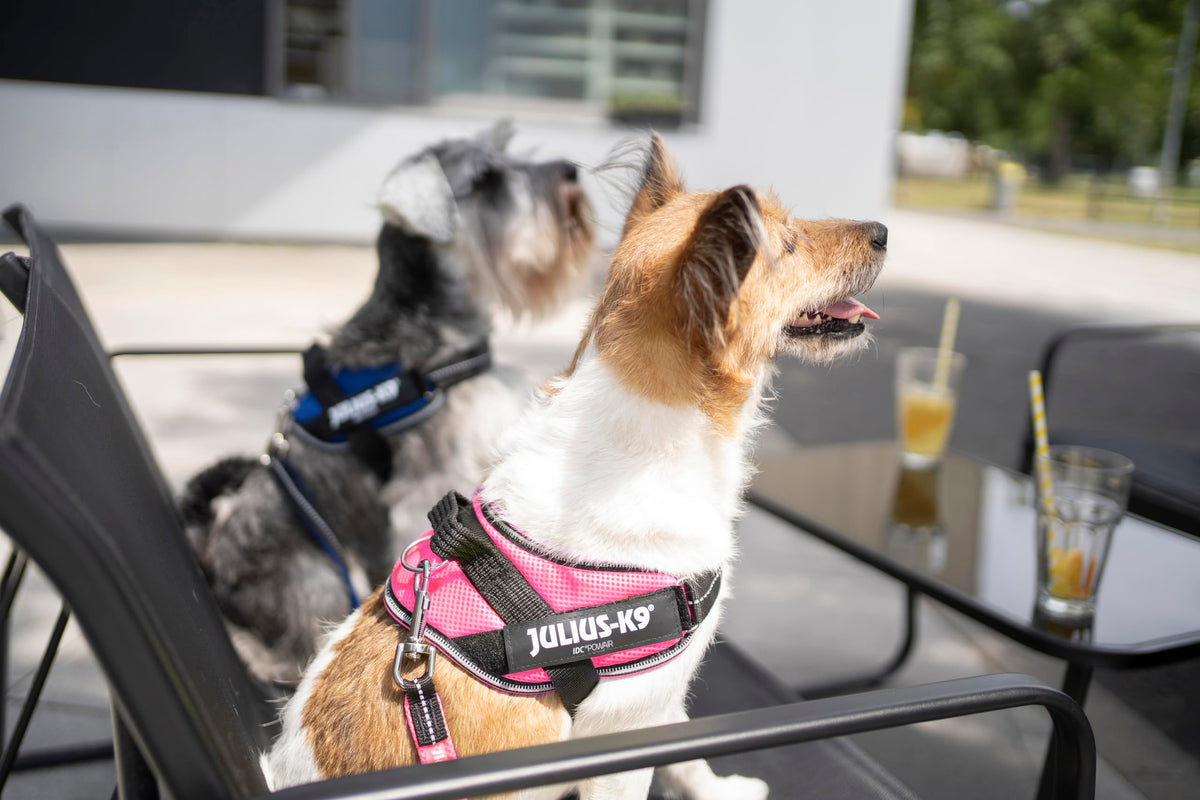 Julius-K9 IDC Powair Vest Harness - Summer Ventilation | Pink | Size S 4