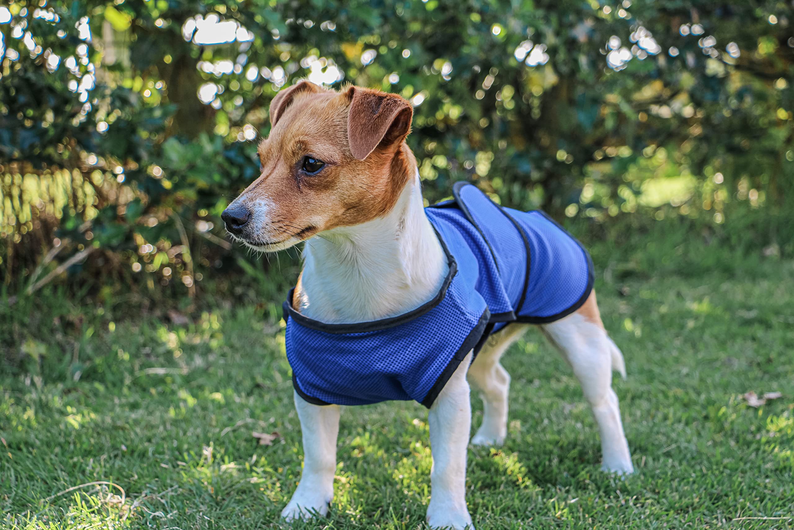 Ancol Dog Cooling Coat - Large (50 cm) - Blue 2