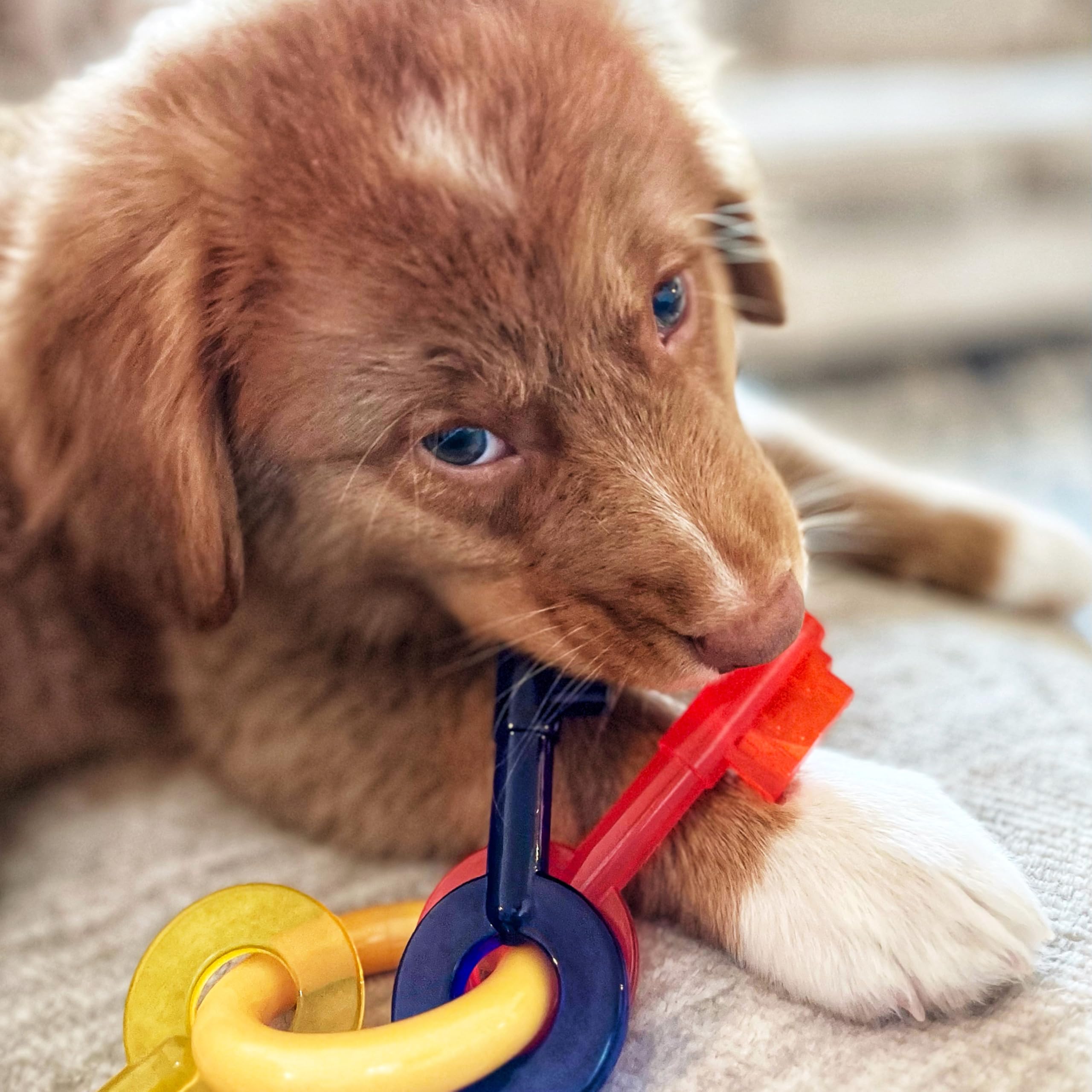 Nylabone Gentle Puppy Chew Toy - Bacon Flavor, Small (Up to 11 kg)