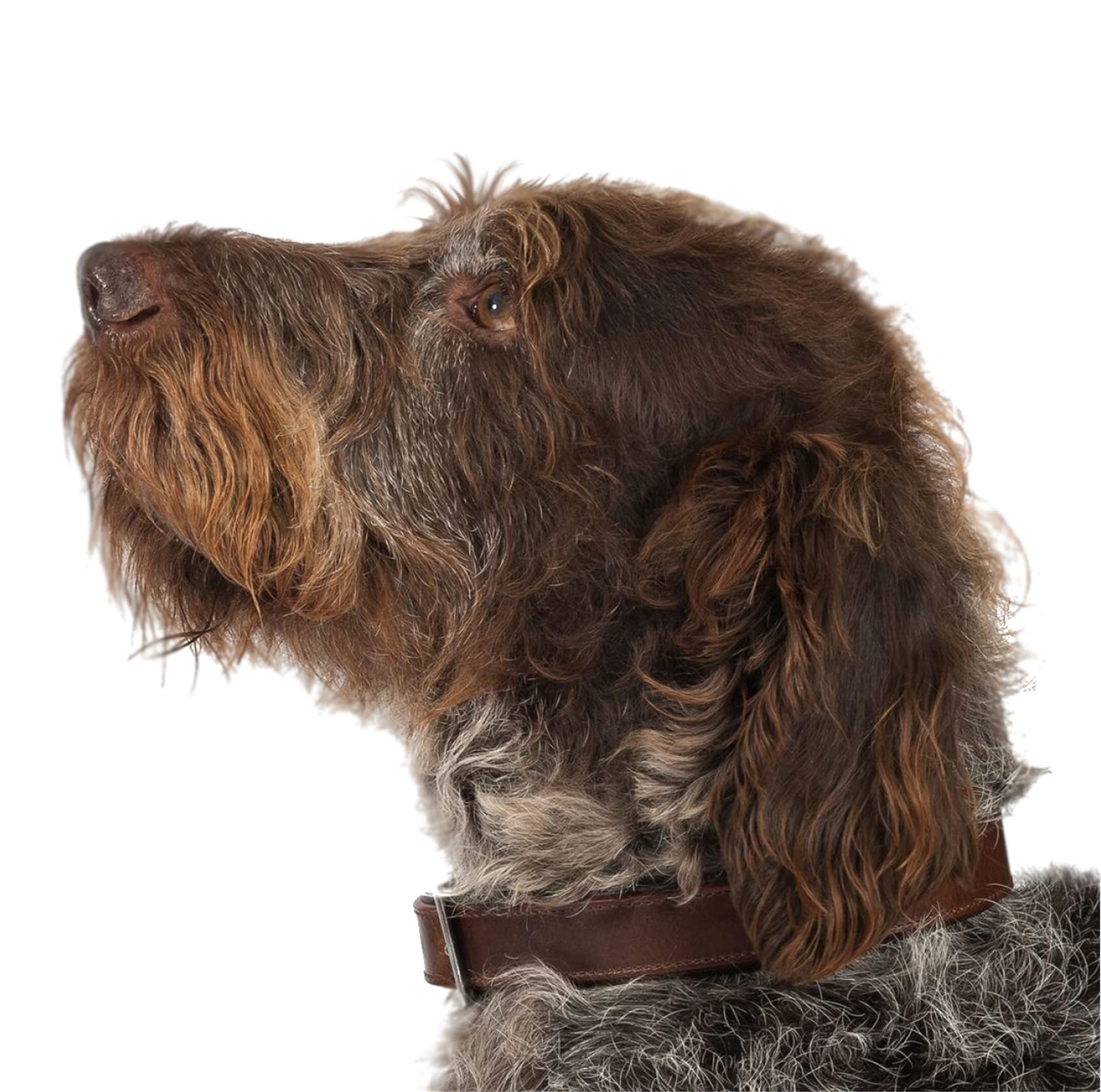 Ancol Timberwolf Leather Collar Sable Size 5 - 39-48 cm Neck | 2.2 cm Width 7
