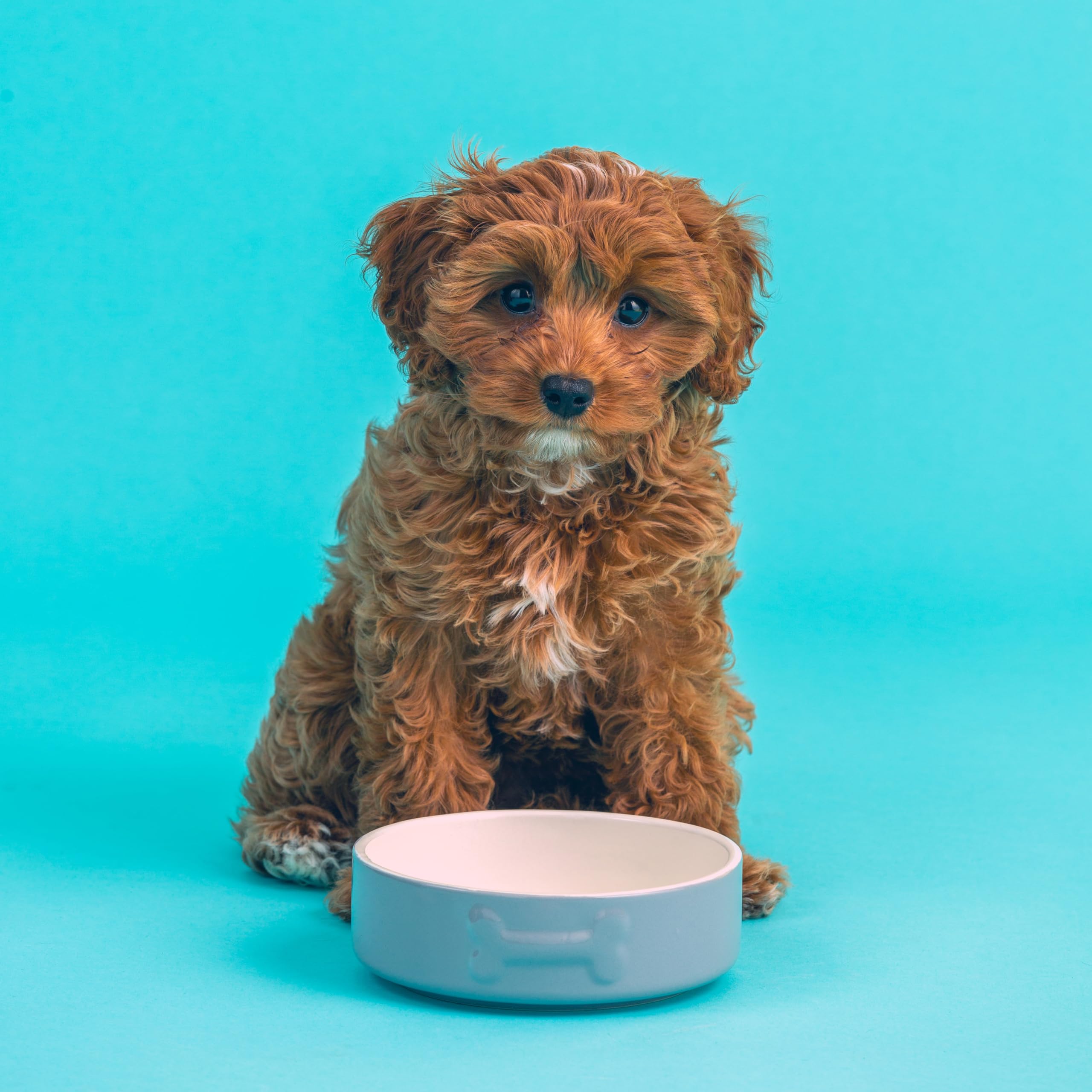Mason Cash Colour Mix Grey Dog Bowl - 15cm Diameter | 500ml Capacity | Durable Stoneware 4