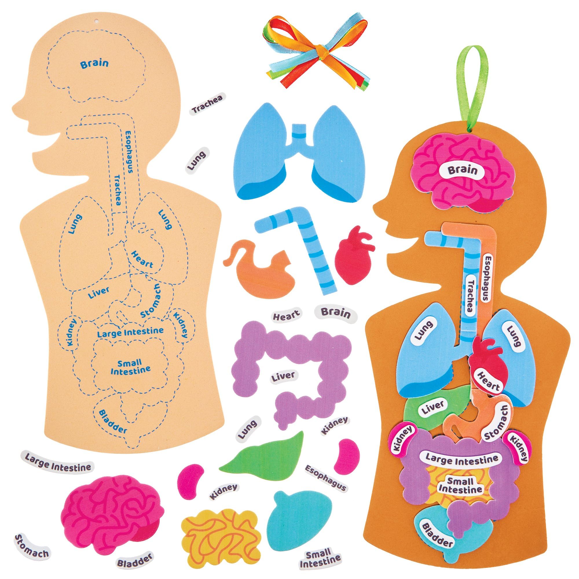 Baker Ross Human Body Kit - STEM Learning Aid for Anatomy, Pack of 4 | Self-Adhesive Foam | 31.5cm Tall