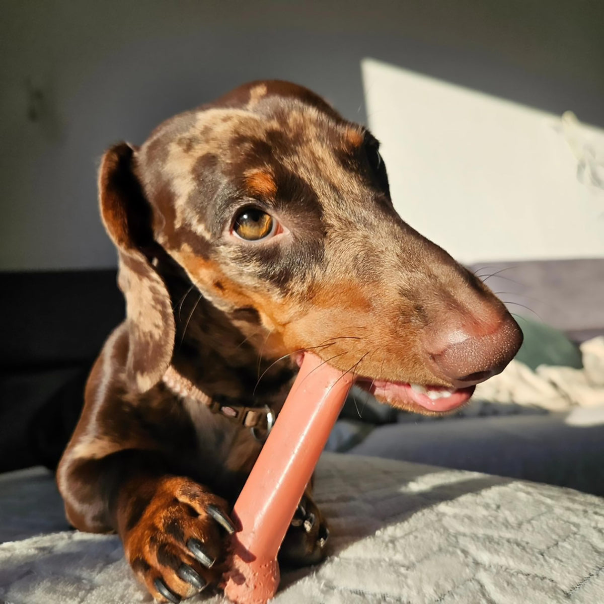 Nylabone Dura Chew Extreme Tough Dog Chew Toy - Bacon Flavor, Medium Size