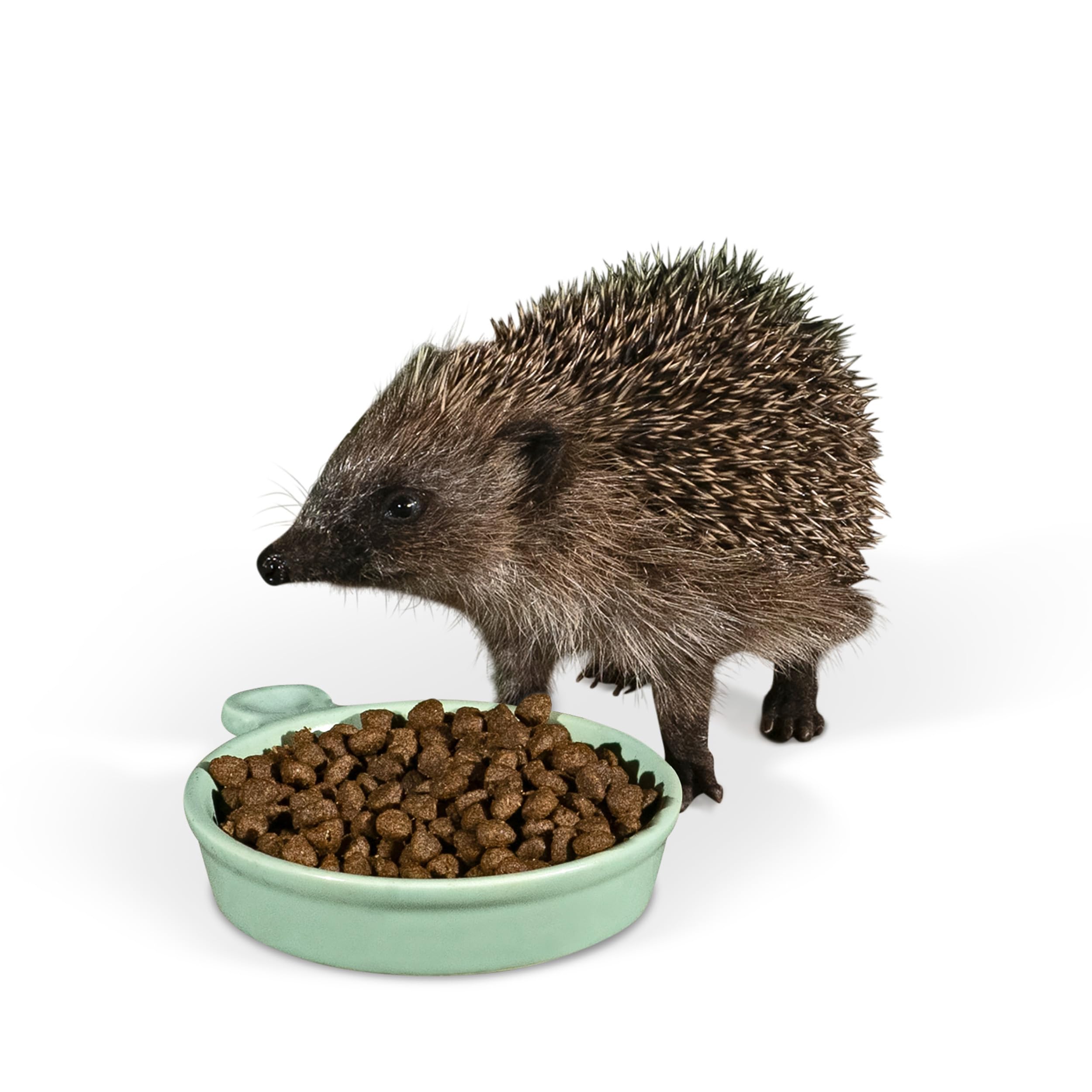 Jacobi Jayne Ceramic Hedgehog Food Bowl - Pastel Green Glaze | Weather-Resistant | 125mm