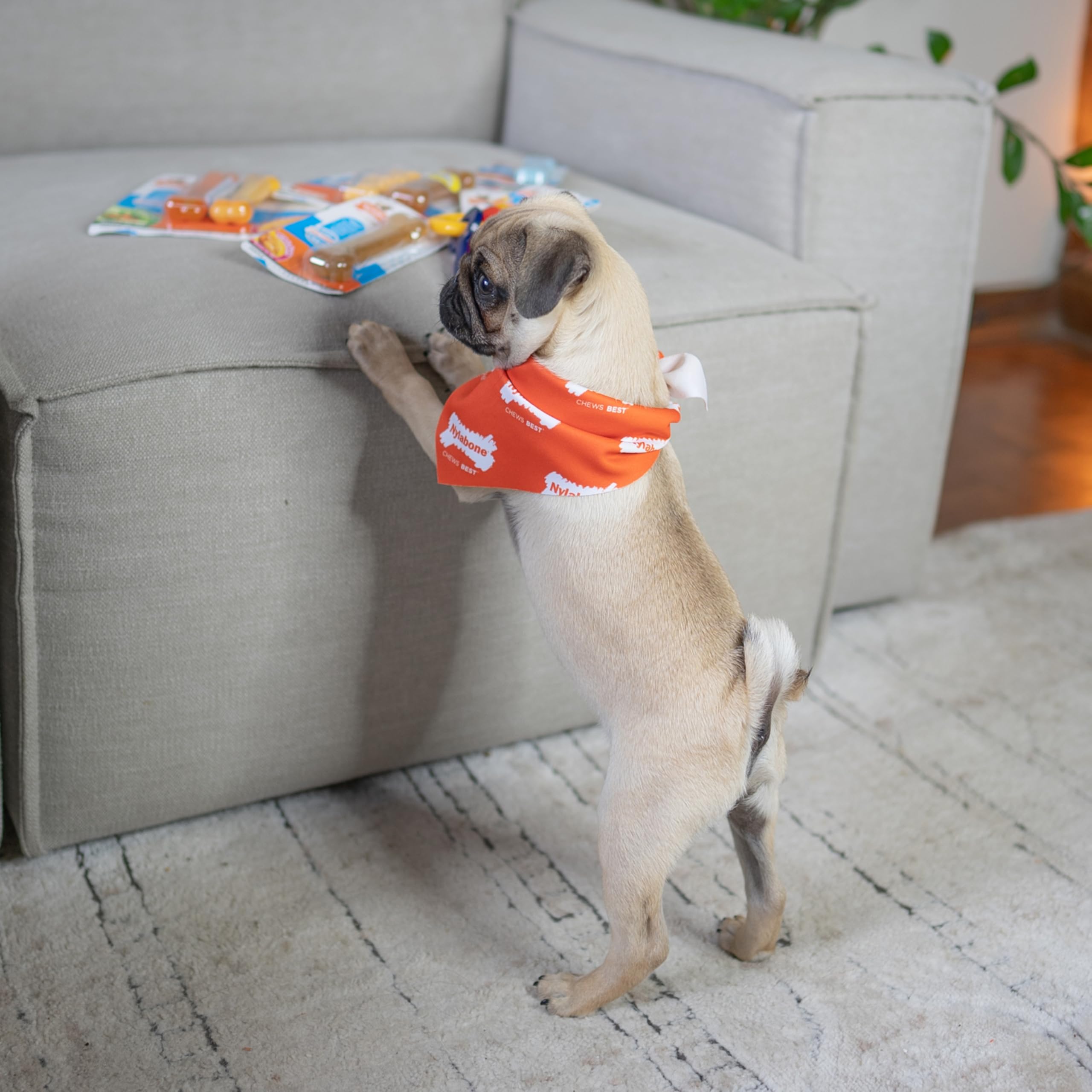 Nylabone Gentle Puppy Chew Toy Bones - Chicken & Peanut Butter Flavour, XS, Up to 7kg (Twin Pack) 2