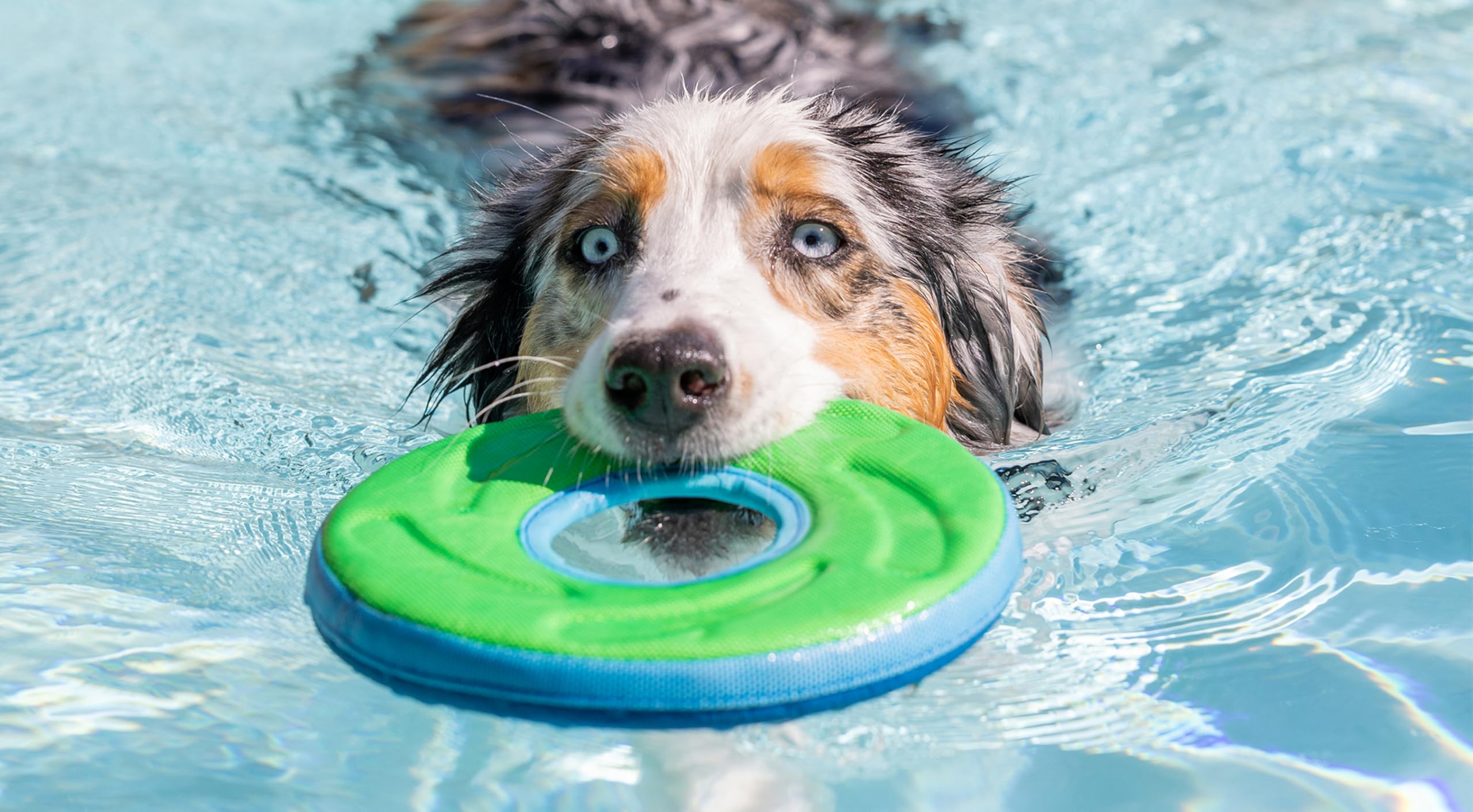 Chuckit! Zipflight Floating Frisbee Dog Toy, Medium, Assorted Colors 9