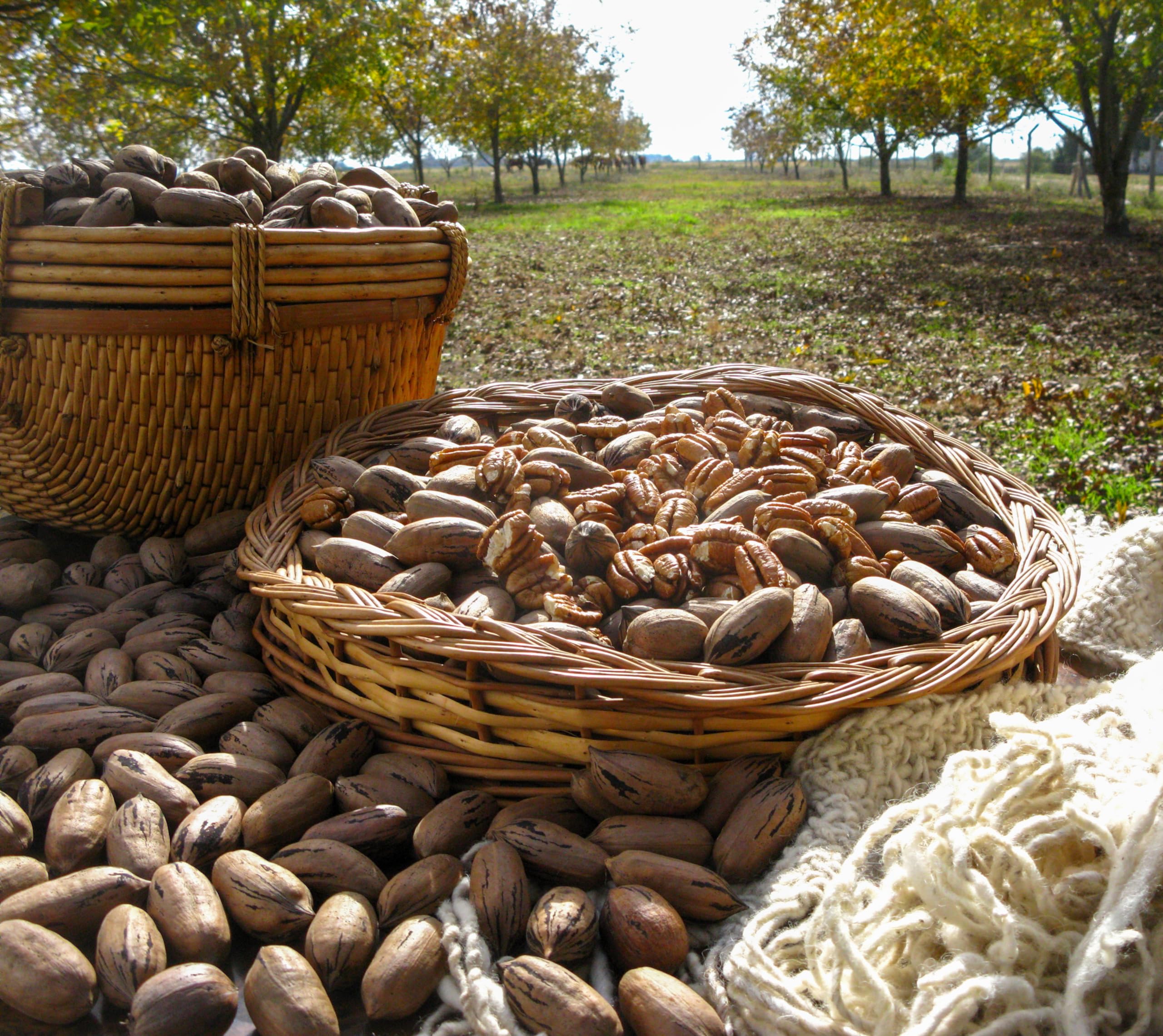 Mundo Feliz Organic Pecan Nuts - 5 x 100g Pack | Protein Source | Unsalted 6