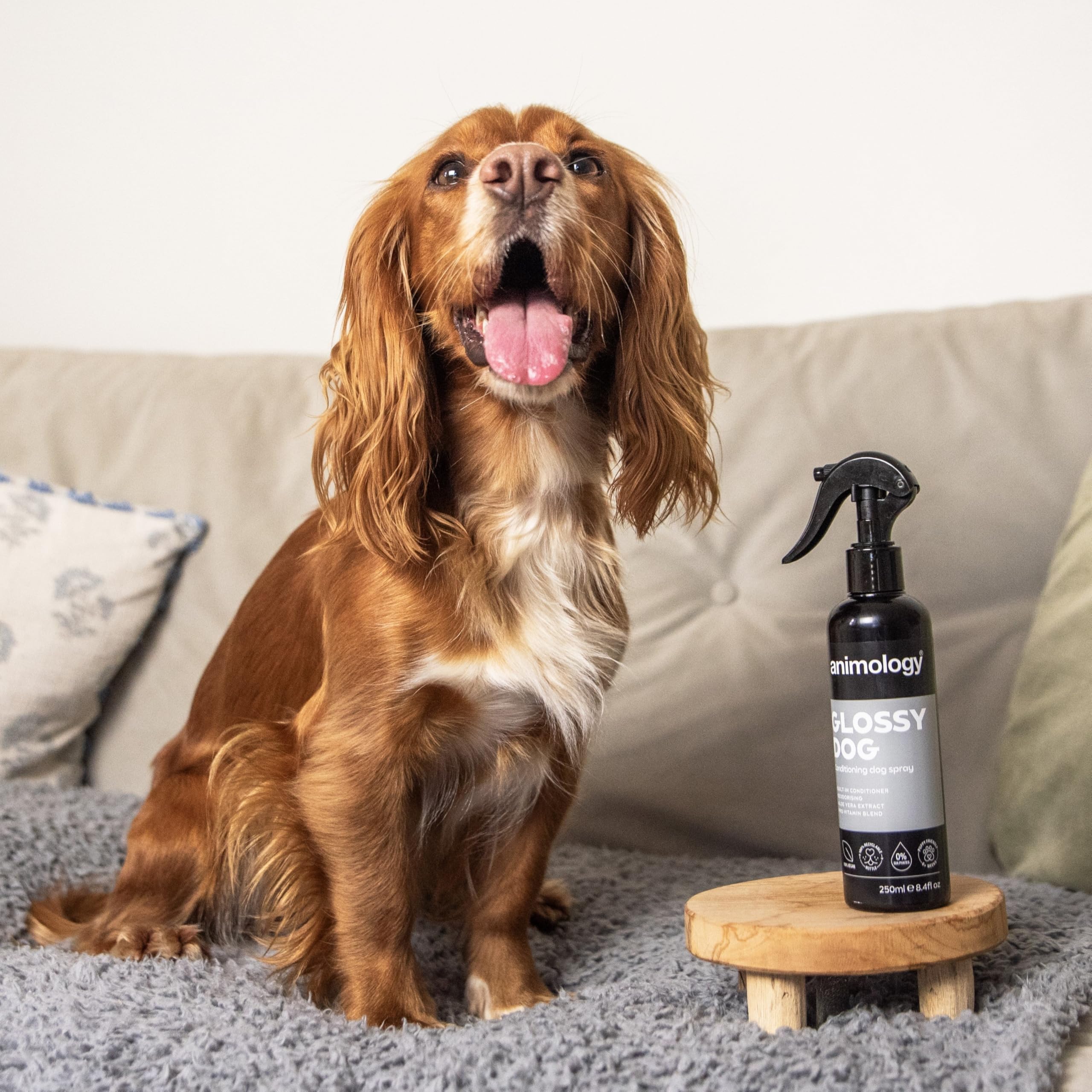 Animology Glossy Dog Conditioning Spray - Vitamin Enriched Aloe Vera | No-Rinse | 250 ml