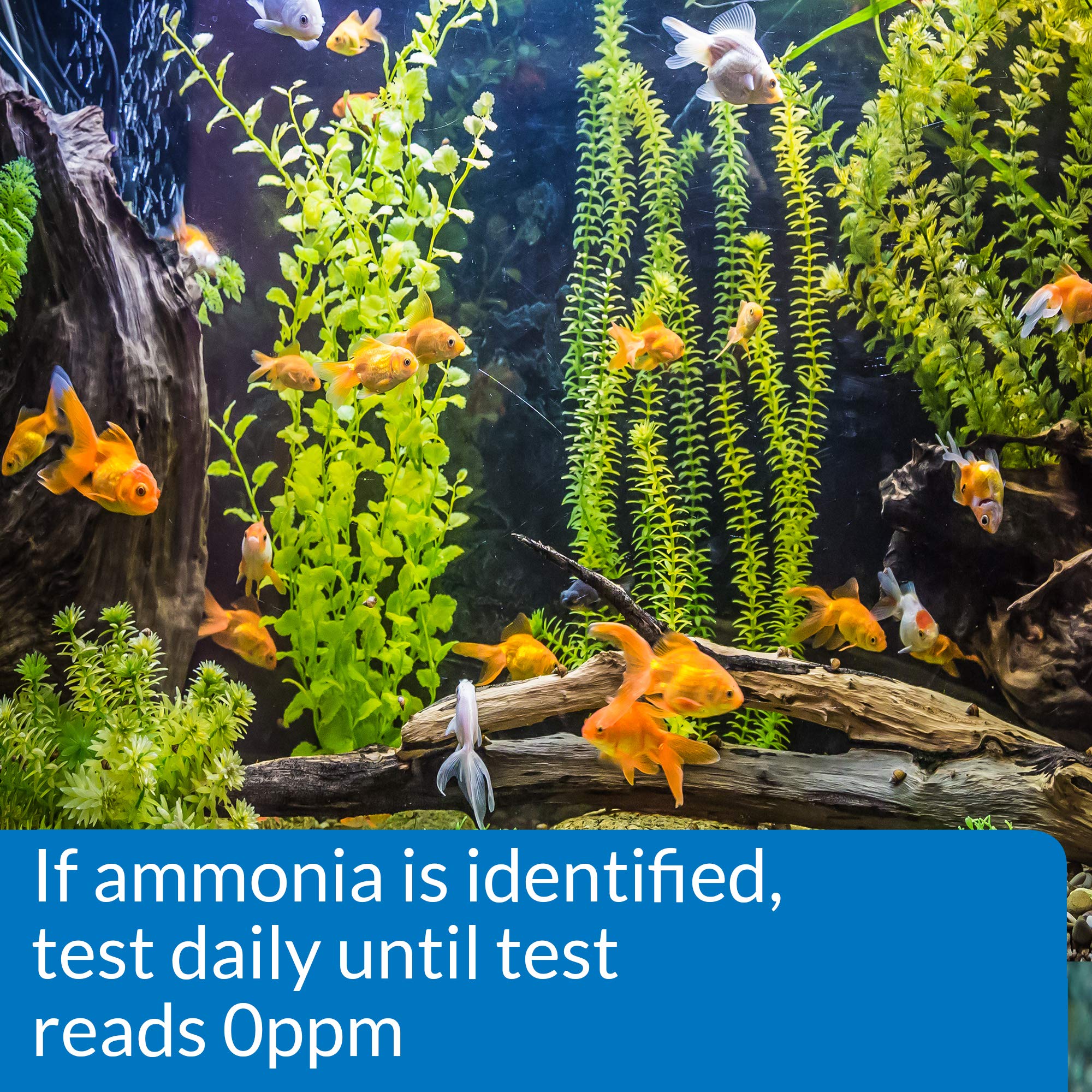 API AMMONIA TEST STRIPS - Freshwater & Saltwater Aquarium Water Quality Test Kit | 25 Strips 3