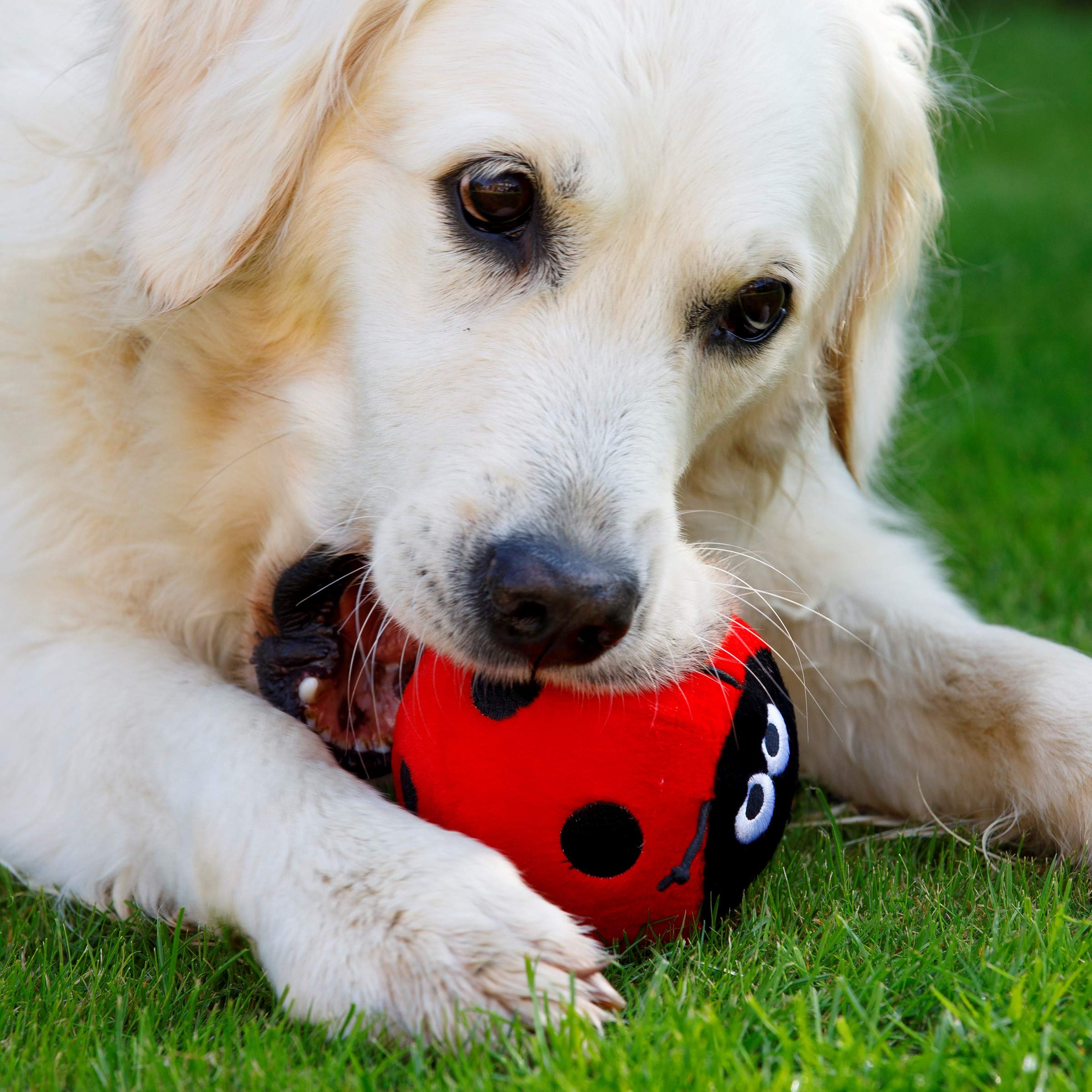Petface Lindy The Ladybird Plush Dog Toy | Soft & Squeaky | Lightweight 5