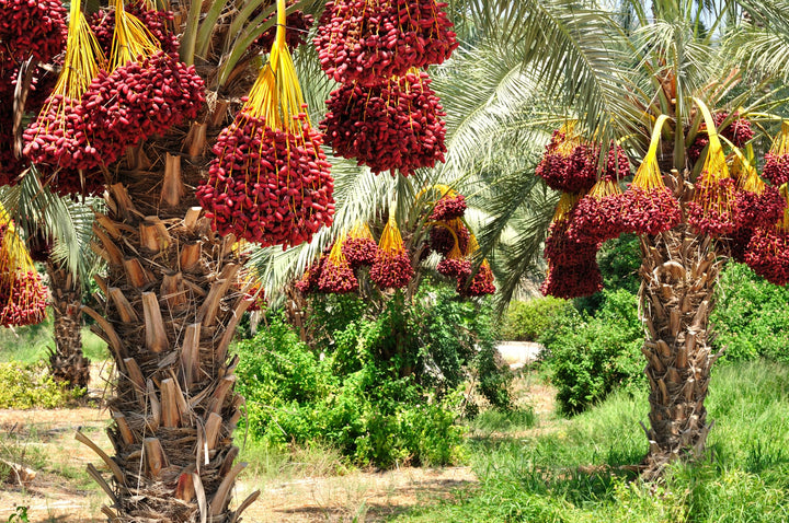 Mundo Feliz Organic Dried Pitted Dates 2 x 500 g (1 kg) - Deglet Nour Sun-Dried Dates