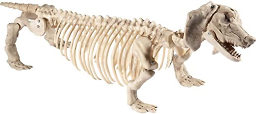 Prop. squelette de chien teckel Smiffys