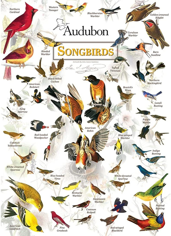 1000 Piece Jigsaw Puzzle for Adult, Family, Or Kids - Audubon Songbird by Master